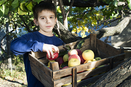树上一个旧木箱里的苹果篮子阳光果园孩子收成植物刀刃草地柳条食物图片