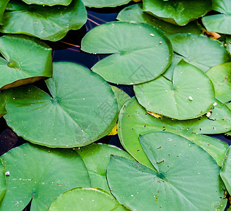 植物用水百合花在水中的大绿叶图片