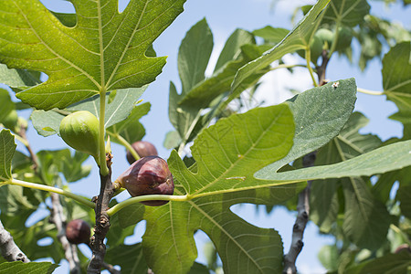 在树的两叶之间植物学荔枝饮食食物味道农业营养紫色叶子植物图片