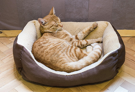 睡猫婴儿宠物小猫毛皮篮子动物休息晶须虎斑橙子图片
