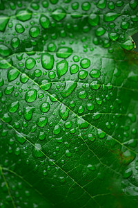 绿叶与德植物群生活活力植物水滴生长雨滴宏观环境叶子图片