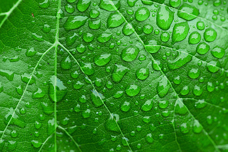 绿叶与德雨滴反射水滴树叶植物群宏观活力植物叶子飞沫图片