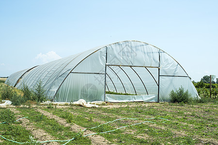 温室农场生长房子农业收成文化种植园沙拉园艺叶子图片