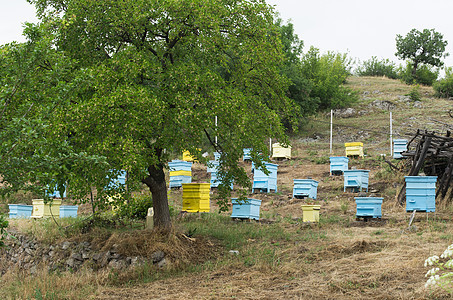 带蜜蜂蜂巢的草地农村蜂窝昆虫场地蜂房木头房子养蜂人蜂蜜植物图片