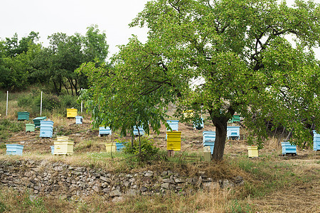 带蜜蜂蜂巢的草地木头村庄蓝色场地盒子蜂蜜农村农业养蜂人养蜂业图片