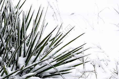 雪和冰中的绿植物图片