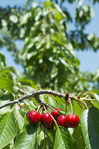 带有红樱桃的交织枝条饮食水果植物浆果花园甜点食物农业季节图片