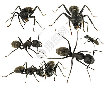 黑蚂蚁害虫野生动物腹部宏观昆虫动物工作室木头红色天线图片