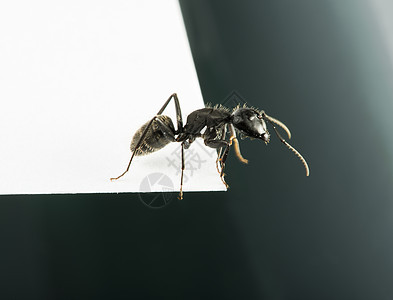 黑蚂蚁宏观黑色昆虫工人红色害虫殖民地动物动物群白色图片