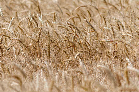 田野小麦小麦小麦支粒图案时间植物场地麦穗粮食畜牧业农场收获农村经济气候图片