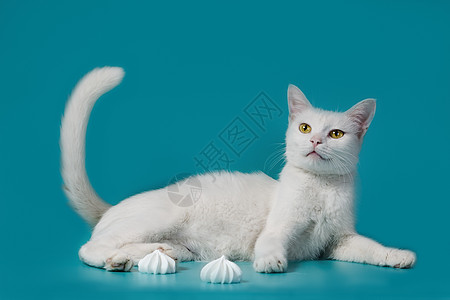 白饱满的猫就躺在蛋白旁边的绿绿绿背景上谎言黄眼睛动物尾巴一只猫甜点猫科宠物白色图片