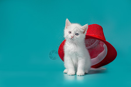 红夏帽下的白毛小猫 在绿绿宝石背景的红色夏季帽子下凉帽猫科动物宠物肉桂色头饰红帽兴趣好奇心白色蓝眼睛图片