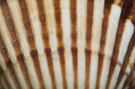 壳的一部分非常靠近背景潜水贝壳贝类星星工作室蜗牛团体收藏动物螺旋图片
