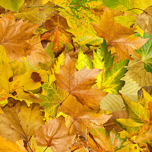 秋叶背景植物季节性植物学金子橙子环境红色宏观花园叶子图片