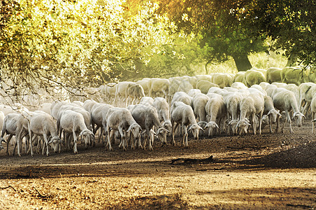 牧羊牧场农业山脉羊肉家畜场景团体动物高地村庄图片