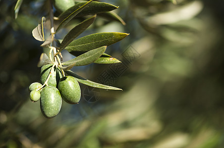 树枝上的橄榄草本植物植物收成宏观农业处女化妆品饮食植物群传统图片