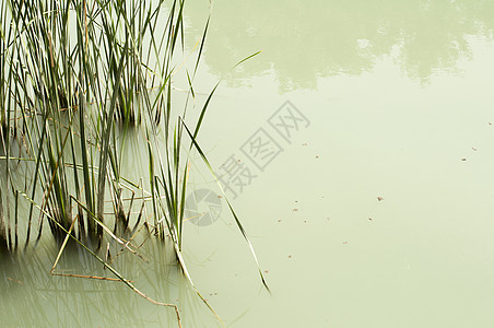 河里的坎尼植被支撑蓝色公园池塘叶子植物群衬套场地花园图片