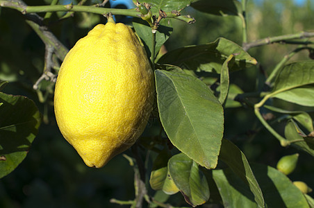 树枝上的柠檬果实热带叶子收成饮料果汁水果香橼蔬菜植物植被图片