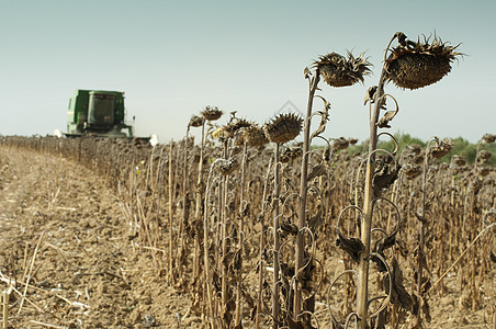 收获者收割向日葵运输收成农业食物场地机器收获土地收割机植物图片