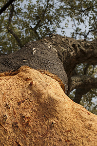 软木树松树材料荒野软木板皮层木板木头果皮皮肤脆皮图片
