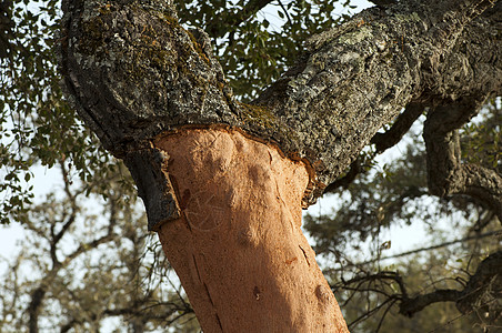 软木树松树皮层材料皮肤脆皮木材宏观木头木板森林图片