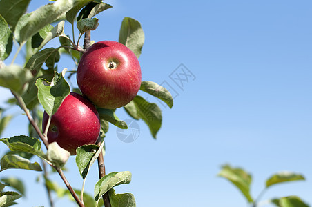 苹果树种植园收成植物季节食物树叶花园生产天空果园图片