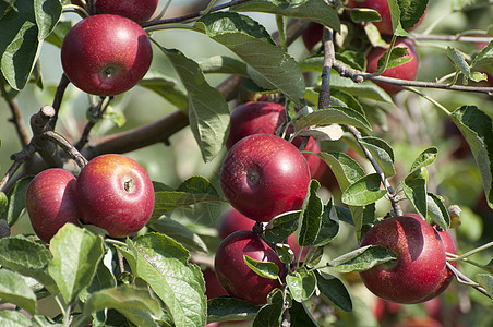 苹果树生长食物收成叶子农场季节花园农业果园植物图片