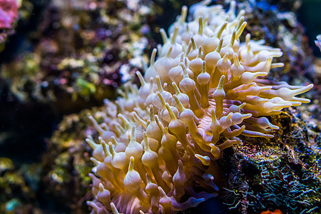 灯泡触手海葵的特写 印度太平洋流行的无脊椎动物 海洋生物背景图片