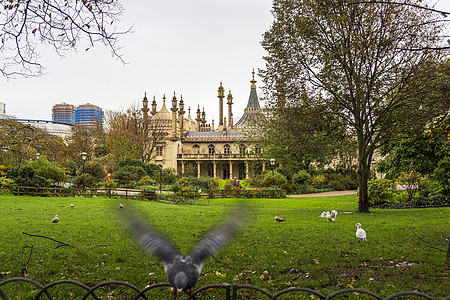 英国布赖顿的皇家王室传说历史建筑学圆顶城堡海鸥柱子地标旅游草地建筑图片