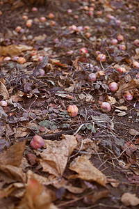 红苹果倒在地上腐烂黄色水果绿色红色场地食物荒野季节花园图片
