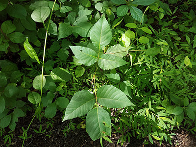 森林或林木中植物上绿色的毒害性常春藤叶杂草植物学树木藤蔓害虫叶子植被植物群树叶图片