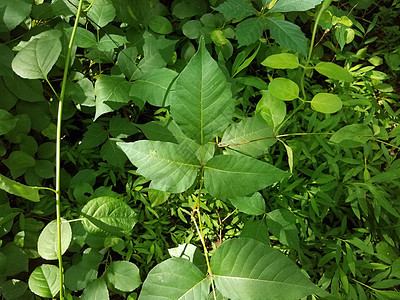 森林或林木中植物上绿色的毒害性常春藤叶杂草树叶植物群树木植物学叶子害虫植被藤蔓图片