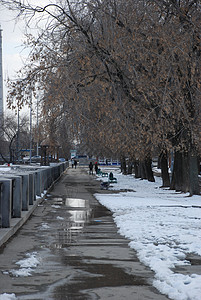 路上的雪融雪 冬天的枯树无叶图片