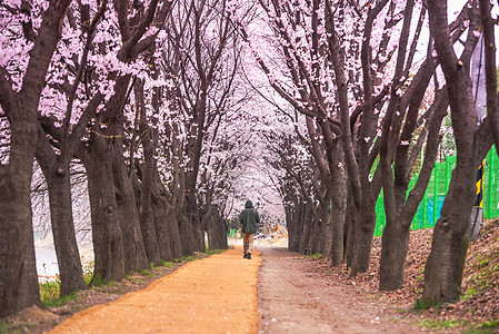 韩国首尔首尔  7月7日 在科雷的首尔樱花节季节天空城市公园地标电视日落建筑学景观背景图片
