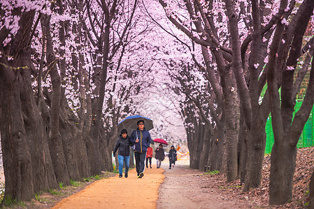 韩国首尔首尔  7月7日 在科雷的首尔樱花节天空电视季节地标城市日落景观建筑学公园背景图片