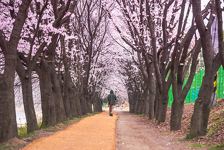 韩国首尔首尔  7月7日 在科雷的首尔樱花节城市公园景观建筑学日落地标天空电视季节背景图片