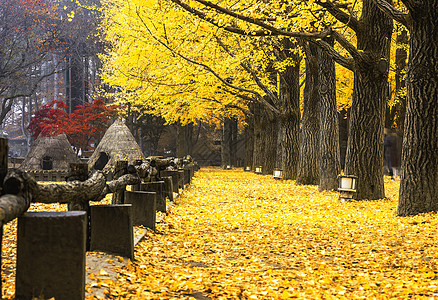 韩国纳米岛黄金果树一行环境阳光文化游客访客树木植物花园旅游旅行背景图片