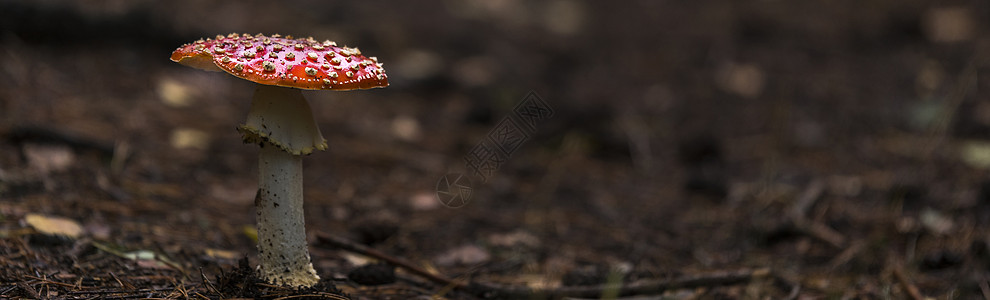 苍蝇红蘑菇地面针叶毒素日志生长森林季节生物学环境针叶林图片