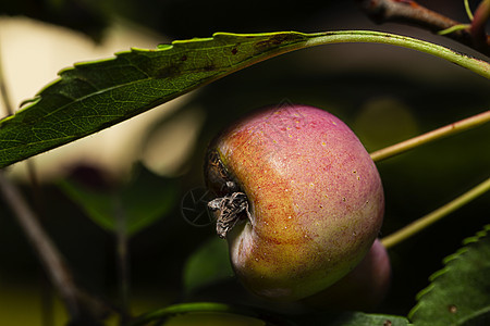 树上的小苹果木头栽培食物收获植物果园农场季节营养叶子图片