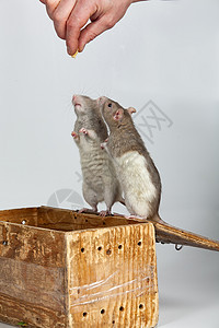 两只老鼠在盒子上图片