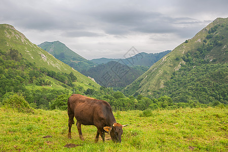 农场奶牛自然公园草地农村动物旅行天空山峰旅游家畜图片