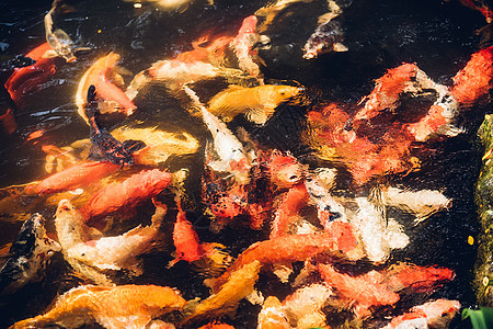 许多美雕鱼 丰富多彩的游泳反射鲤鱼池塘生活橙子花园锦鲤宠物水池图片