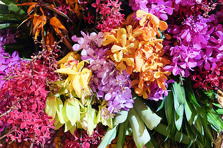 花朵多彩植物季节紫色植物学粉色玫瑰花兰花雏菊花园摄影图片