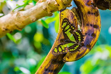 以开放的翅膀 多彩和美丽的昆虫 来自美洲的异种为食谱的麦芽蝴蝶图片