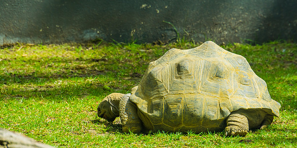 亚达布拉巨龟 世界上最大的陆地龟种 来自马达加斯加的热带龟种 处于脆弱状态图片
