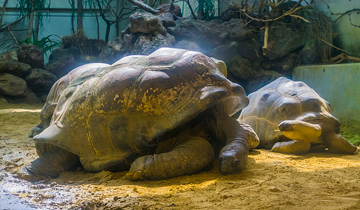 阿尔达布拉巨型乌龟 陆地栖息海龟 世界最大物种 脆弱动物物种的肖像图片