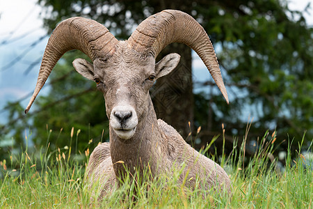 大角羊 大绵羊风景牛科王国动物野生动物环境荒野城市生物体全景图片