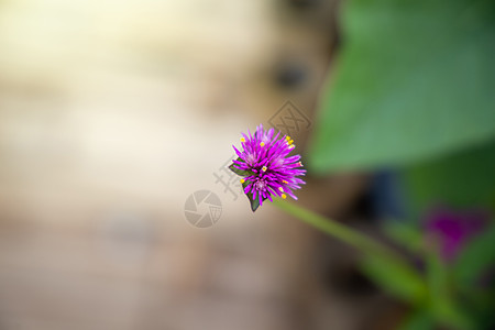 五颜六色的花的背景图片生长植物植物群宏观紫色花束花瓣季节粉色背景图片