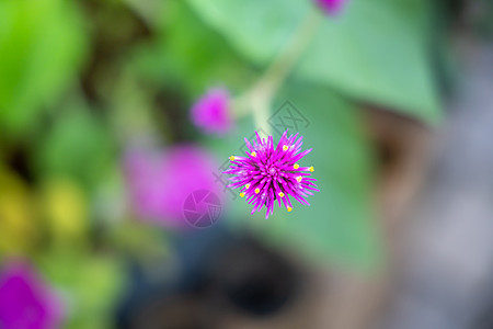 五颜六色的花的背景图片植物季节植物群粉色花束花瓣紫色宏观生长背景图片