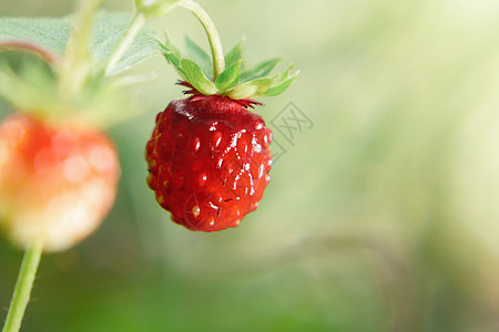 在夏日森林的灌木丛上草莓小野草莓图片